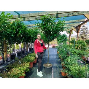 Vavrínovec lekársky (Prunus laurocerasus) ´NOVITA´ - výška 150-180 cm, obvod kmeňa 10/12 cm, kont. C35L (-22°C) NA KMIENKU